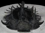 Spiny Comura Trilobite - Exceptional Specimen #38615-1